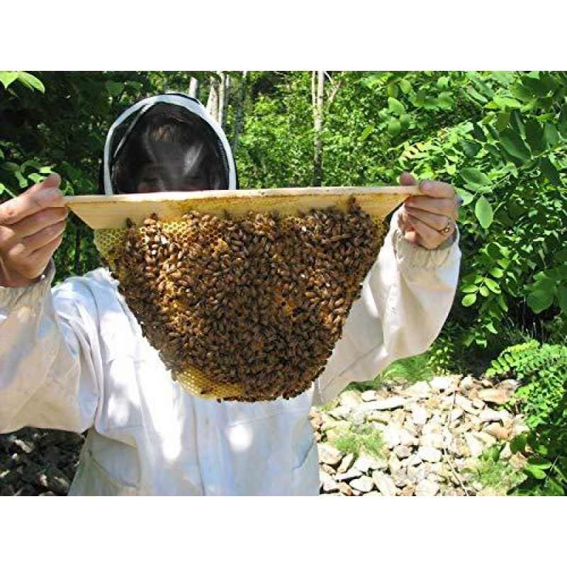 Gold Star Honeybees Top Bar Hive Beekeeping kit